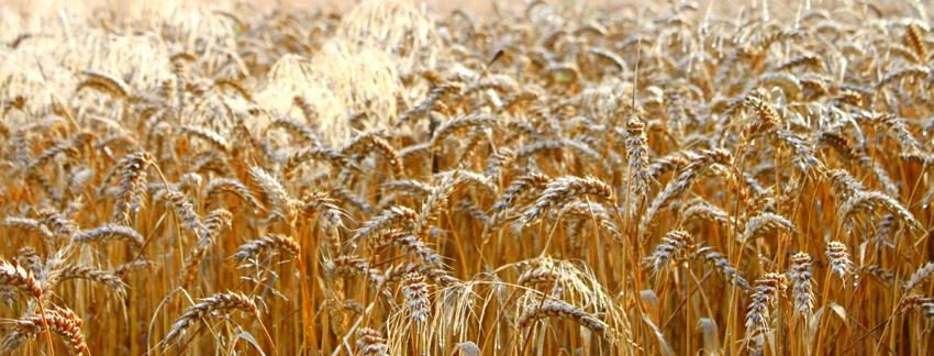 картинки для шапки сайта