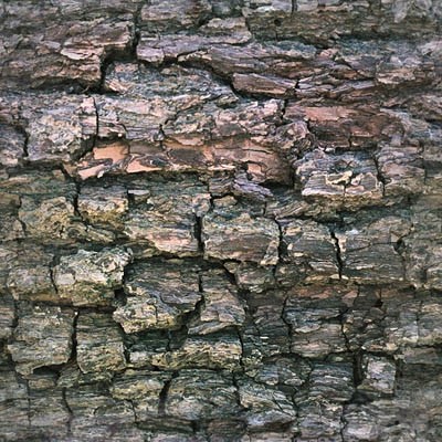 фон "дерево" для сайта